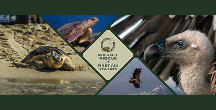 Θύματα ανθρώπινης ασυνειδησίας και περιβαλλοντικών αλλαγών