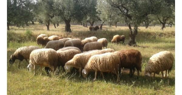 Eυλογιά των προβάτων: Νέα μέτρα από το ΥΠΑΑΤ για την αντιμετώπισή της