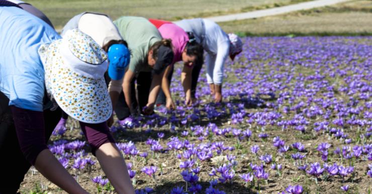 Μπαράζ ελέγχων για τις πιστοποιήσεις στη βιολογική παραγωγή