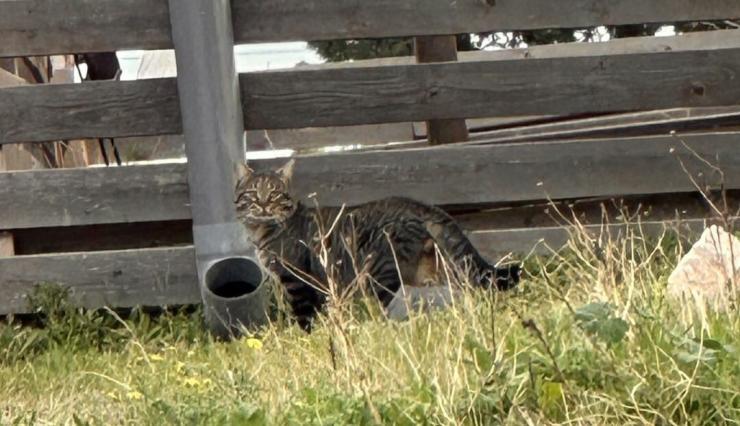 Στη Σαντορίνη τα αδέσποτα ταΐζονται με τον πιο πρωτότυπο τρόπο