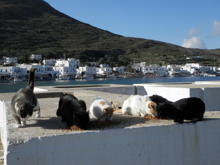 Τα αδέσποτα χρειάζονται μέριμνα