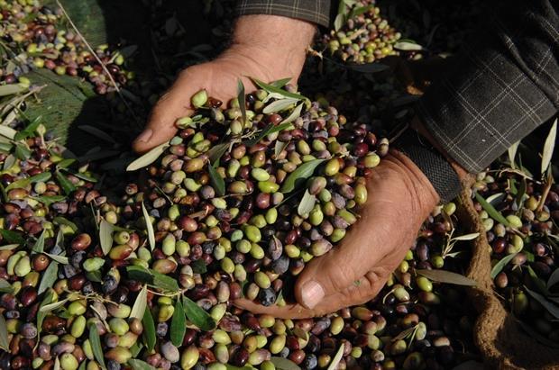 Εκπαίδευση ελαιοπαραγωγών στην Ανάφη