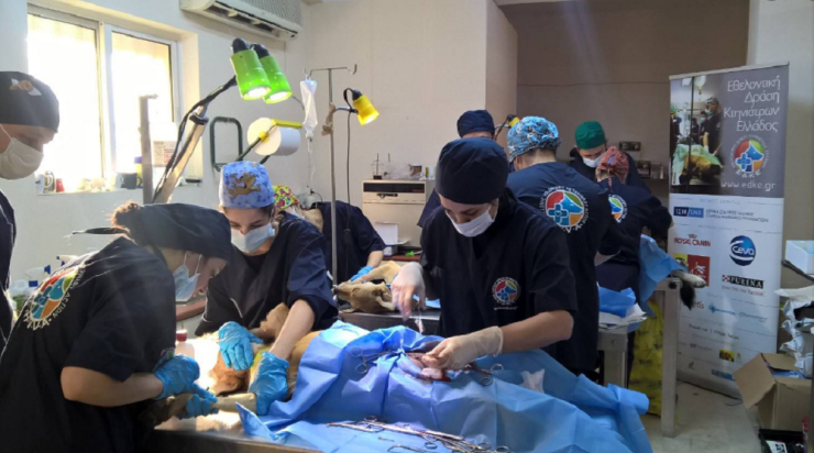 Επίσκεψη της Εθελοντικής Δράσης Κτηνιάτρων Ελλάδος στη Σίφνο