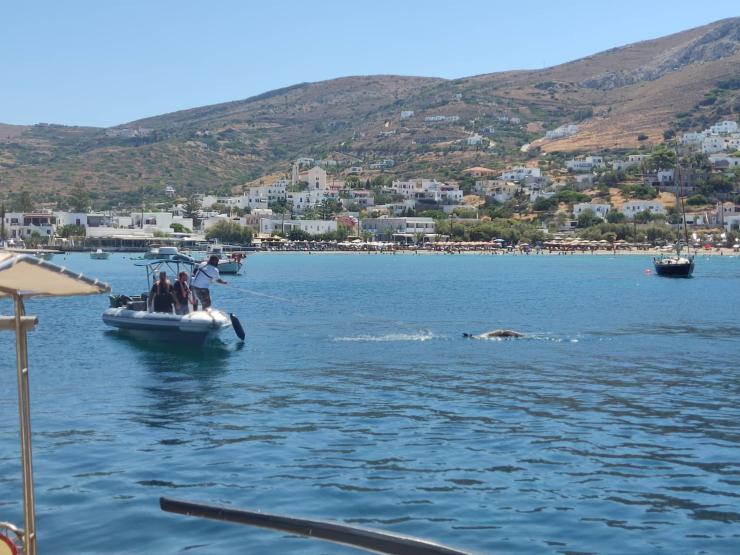 Νεκρή φώκια στα Γράμματα