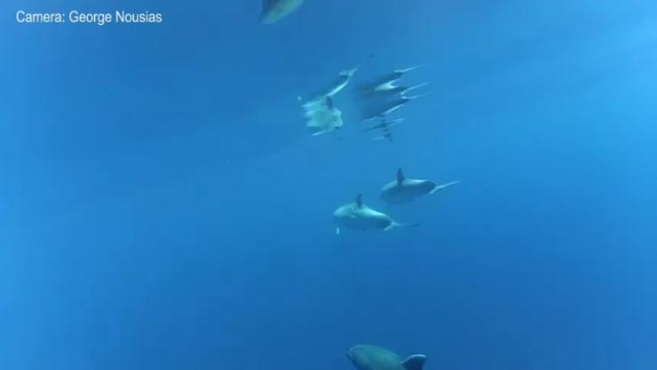 Μαγική συνάντηση με δελφίνια ανοικτά της Σύρου 