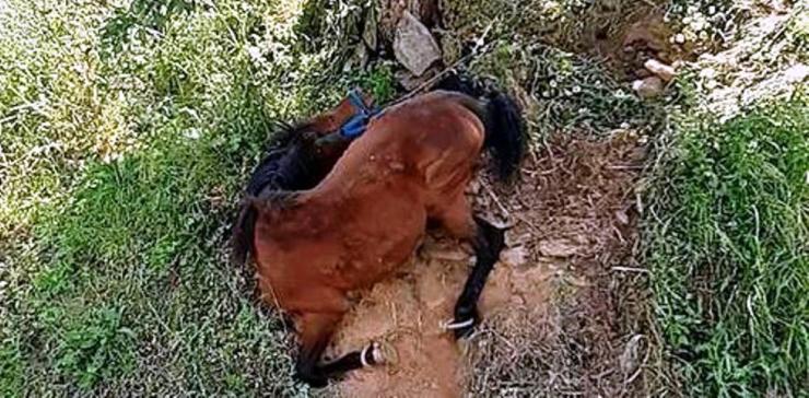 Κακοποίηση αλόγου στη Τζια - Συνελήφθη ο ιδιοκτήτης