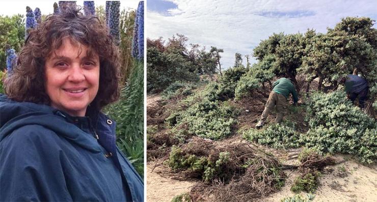 Σε κίνδυνο το κεδροδάσος της Νάξου