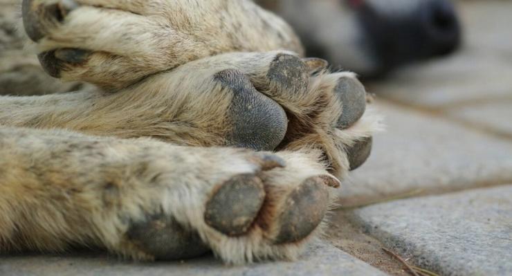 Άρειος Πάγος: «Όχι» σε αναίρεση καταδικαστικής απόφασης για θανατώσεις ζώων με φόλες