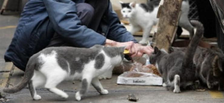 Νάξος: Ενημέρωση για τη σίτιση των αδέσποτων γατών