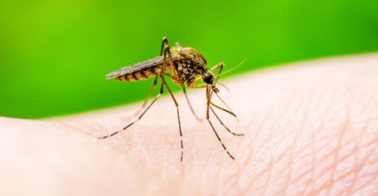 ΕΟΔΥ: Προφυλαχθείτε από τα κουνούπια και από τον ιό του Δυτικού Νείλου