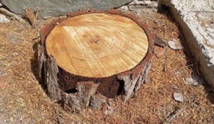 Σύρος: Ανακοίνωση του Δήμου σχετικά με την κοπή δένδρων στο Νηπιαγωγείο Ποσειδωνίας