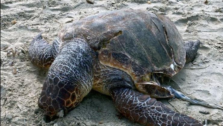 Νάξος: Νεκρή χελώνα caretta caretta από χτύπημα προπέλας