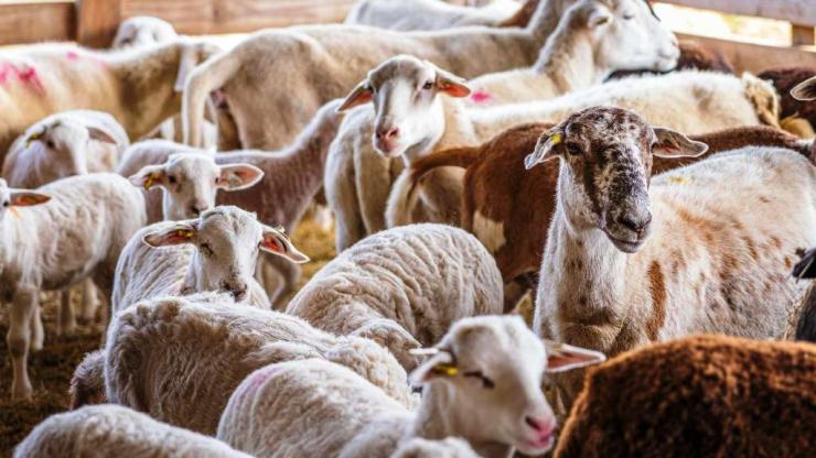 Αμοργός: Δήμος και Γεωπονικό Πανεπιστήμιο Αθηνών ενώνουν δυνάμεις για την προβατοτροφία