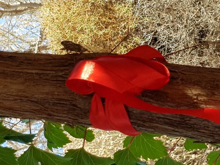 Η φωτογραφία της ημέρας