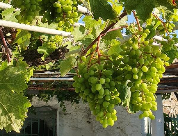 Η φωτογραφία της ημέρας