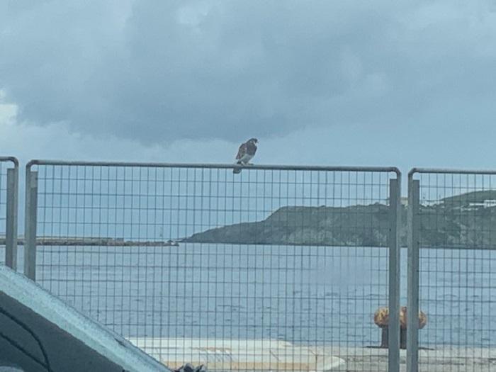 Η φωτογραφία της ημέρας