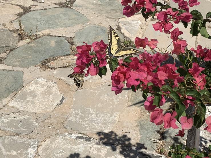 Η φωτογραφία της ημέρας