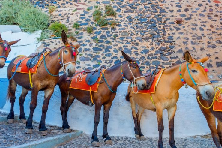 Συνάντηση με θέμα της ευζωία των ιπποειδών 