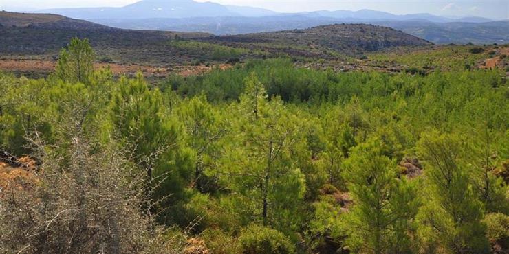 Παράταση προθεσμίας για την αναμόρφωση των δασικών χαρτών 