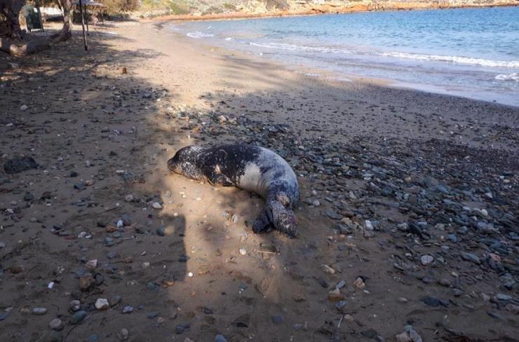 Οι Μεσογειακές φώκιες της Άνδρου