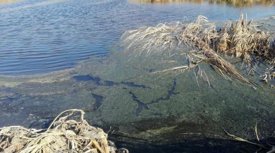 Υποβάθμιση του υγρότοπο Τσιλιπάκι στη Σέριφο