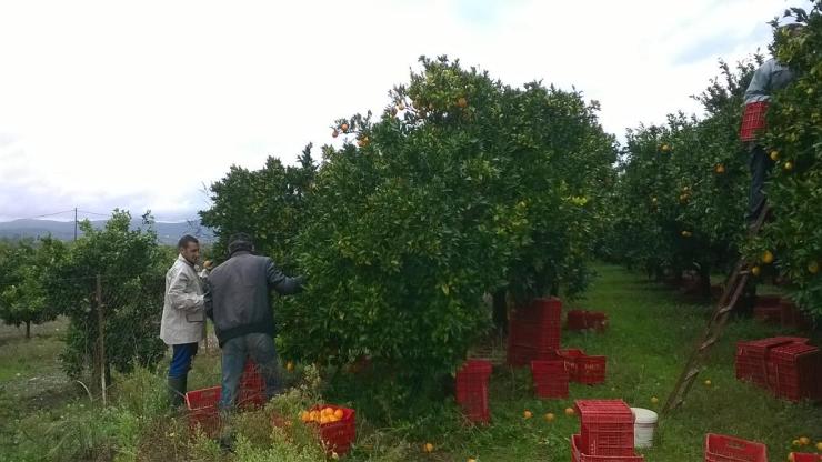 “Γόρδιος δεσμός” η εξεύρεση εργατών γης