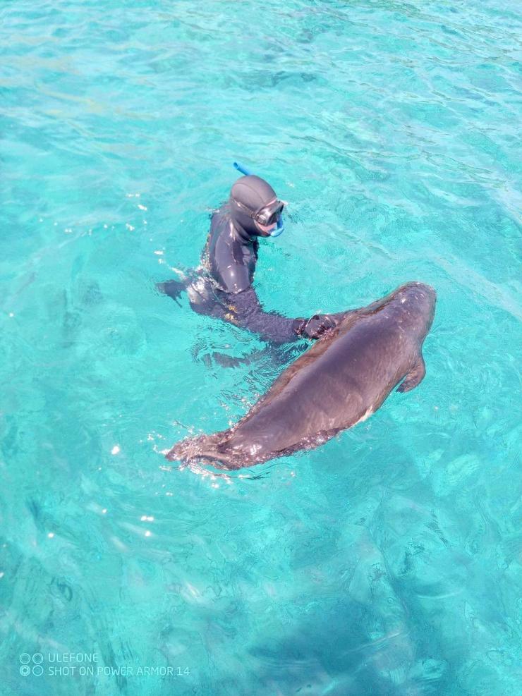 Νέα νεκρή φώκια στη Σύρο