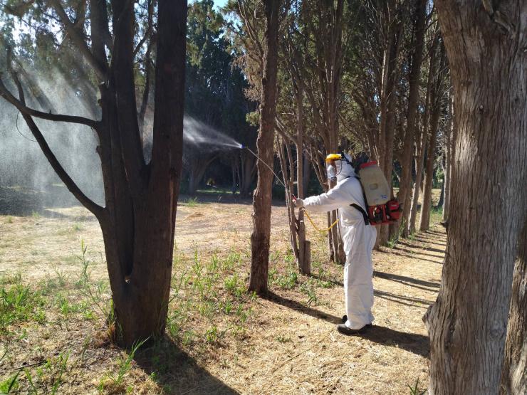 Εργασίες φυτοπροστασίας στον κυπαρισσώνα του Αγροκηπίου Παροικιάς