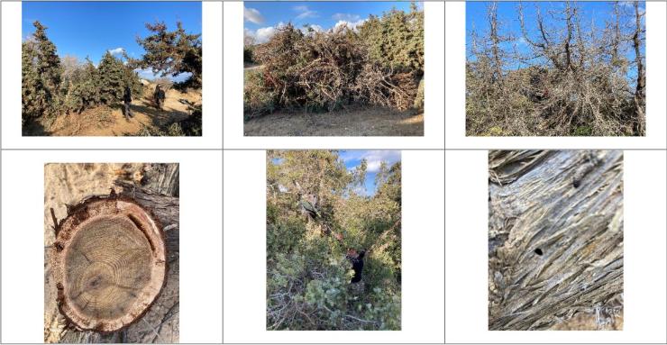 Πρωτοβουλία για την προστασία των Κεδροδασών στην Πάρο