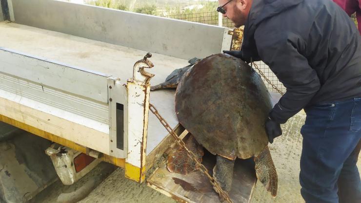 Σύρος: Νεκρή χελώνα ηλικίας 100 ετών στη μαρίνα των Λαζαρέτων