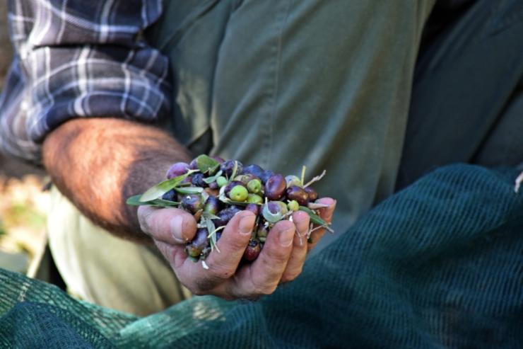 Όλοι οι παραγωγοί της Άνδρου με ένα κλικ