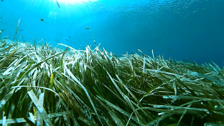 Το Cyclades Posidonia Alert "ταξιδεύει" στη Σαντορίνη