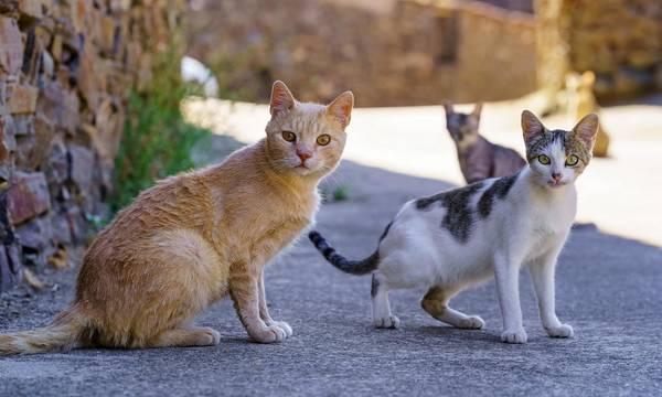 Στειρώσεις σε αδέσποτες γάτες από τον Δήμο Νάξου και Μικρών Κυκλάδων