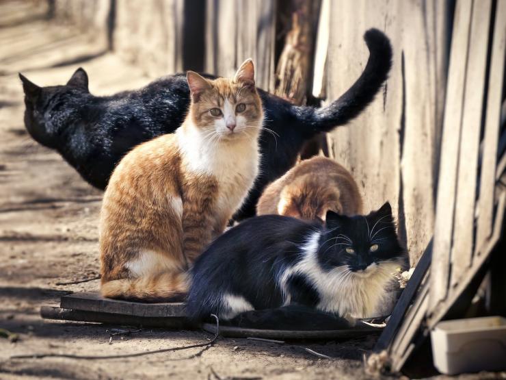 Στοχευμένες κτηνιατρικές παρεμβάσεις στη Σίφνο για τη διαχείριση των αδέσποτων