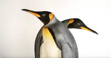 Οι αυτοκρατορικοί πιγκουίνοι θεωρούνται πλέον απειλούμενο είδος