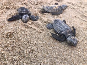 ΑΡΧΕΛΩΝ: Οι πρώτες φωλιές Caretta caretta για το 2026 είναι γεγονός