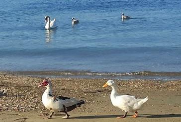 Η υπόθεση των υδρόβιων πτηνών διχάζει το Γαύριο