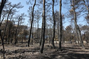 Χαρδαλιάς: Καμία ανεμογεννήτρια σε καμένες και αναδασωτέες περιοχές της Αττικής