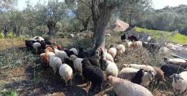 Λέσβος: 100.000 απώλειες ζώων λόγω αφθώδους πυρετού - Αγωνία για χιλιάδες νεογέννητα αρνιά