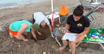 Τουρίστες είδαν χελωνάκια caretta caretta να βγαίνουν μέσα από άμμο σε παραλία της Ρόδου