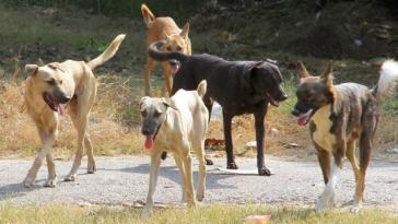 Συνελήφθη 54χρονη που είχε πάνω από 100 σκυλιά, γάτες και… κατσίκες στο σπίτι της