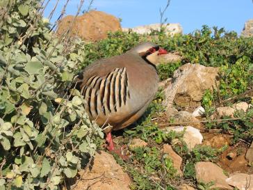 Εμπλουτισμός των βιοτόπων των Κυκλάδων