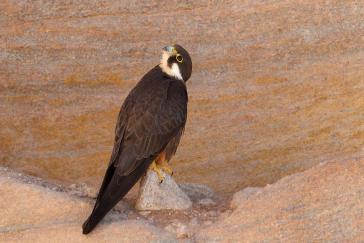 Η ομορφιά της μετανάστευσης