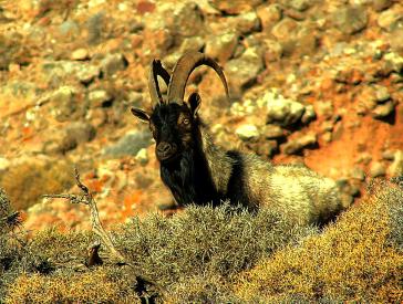 «Έμπρακτη φροντίδα για το περιβάλλον»
