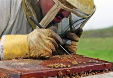 Ζωοκτονία και ζωοκλοπή στην Κέα