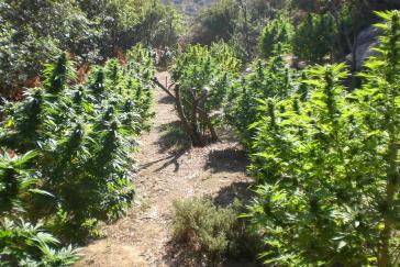 Εντοπίστηκε φυτεία οργανωμένης καλλιέργειας δενδρυλλίων κάνναβης στην Άνδρο