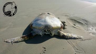  Προσπάθειες διάσωσης της Caretta Caretta 