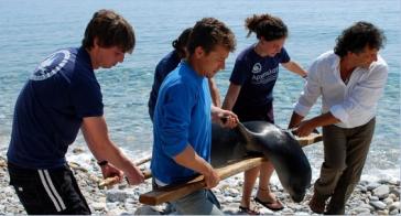 Θανατώνοντας τα Σπάνια Ζώα των Θαλασσών μας