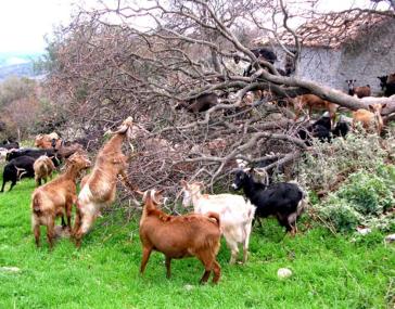 Ενημέρωση για τα βοσκοτόπια 