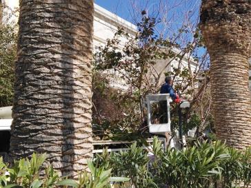 Φροντίδα πρασίνου στην “καρδιά” της πόλης 